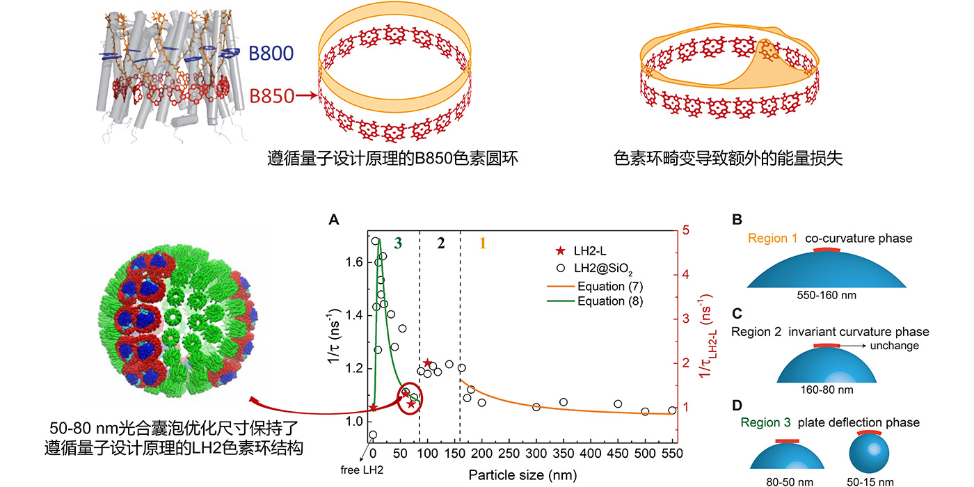 光合捕光天线LH2电子态结构的量子设计原理——跨尺度调控光合囊泡粒径的优化