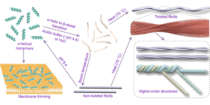 Ninjurin-1衍生肽HE30的淀粉样纤维化及其构象转变的机理研究