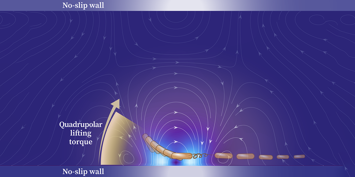 狭缝中的细菌逃离表面