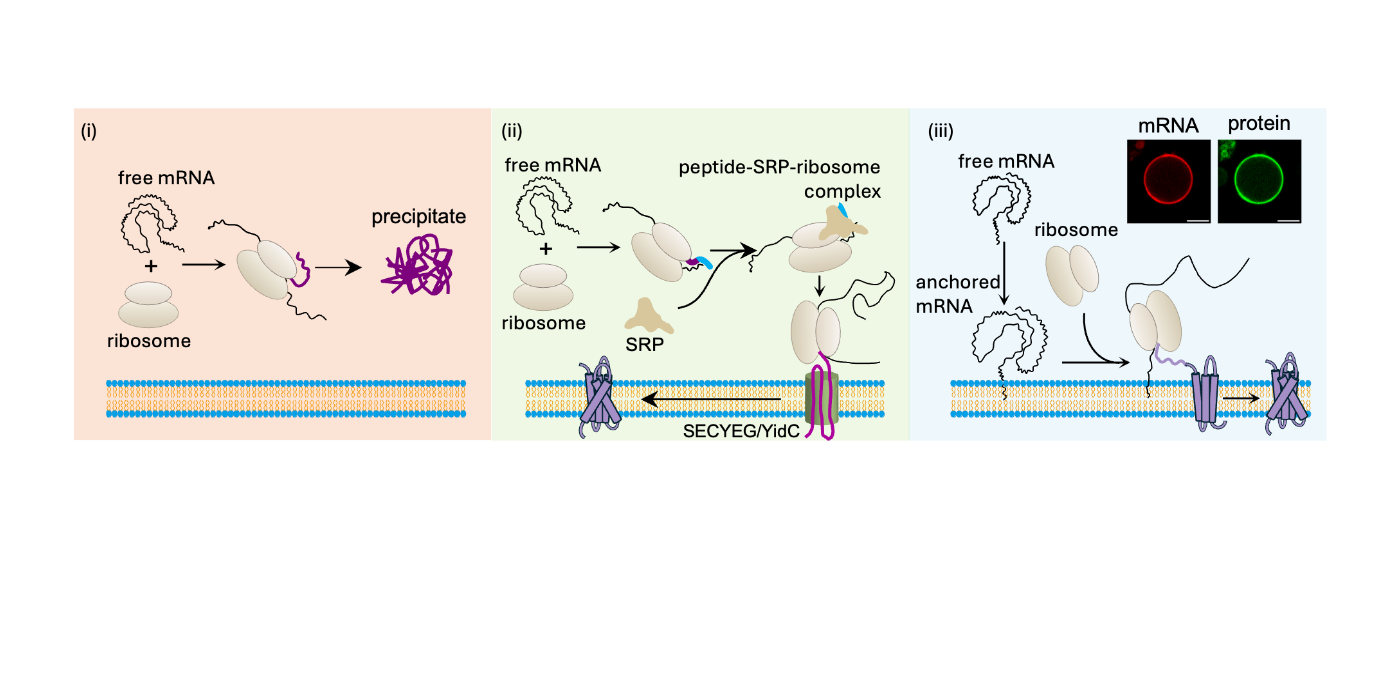 空间约束mRNA翻译实现合成细胞膜蛋白高效原位整合