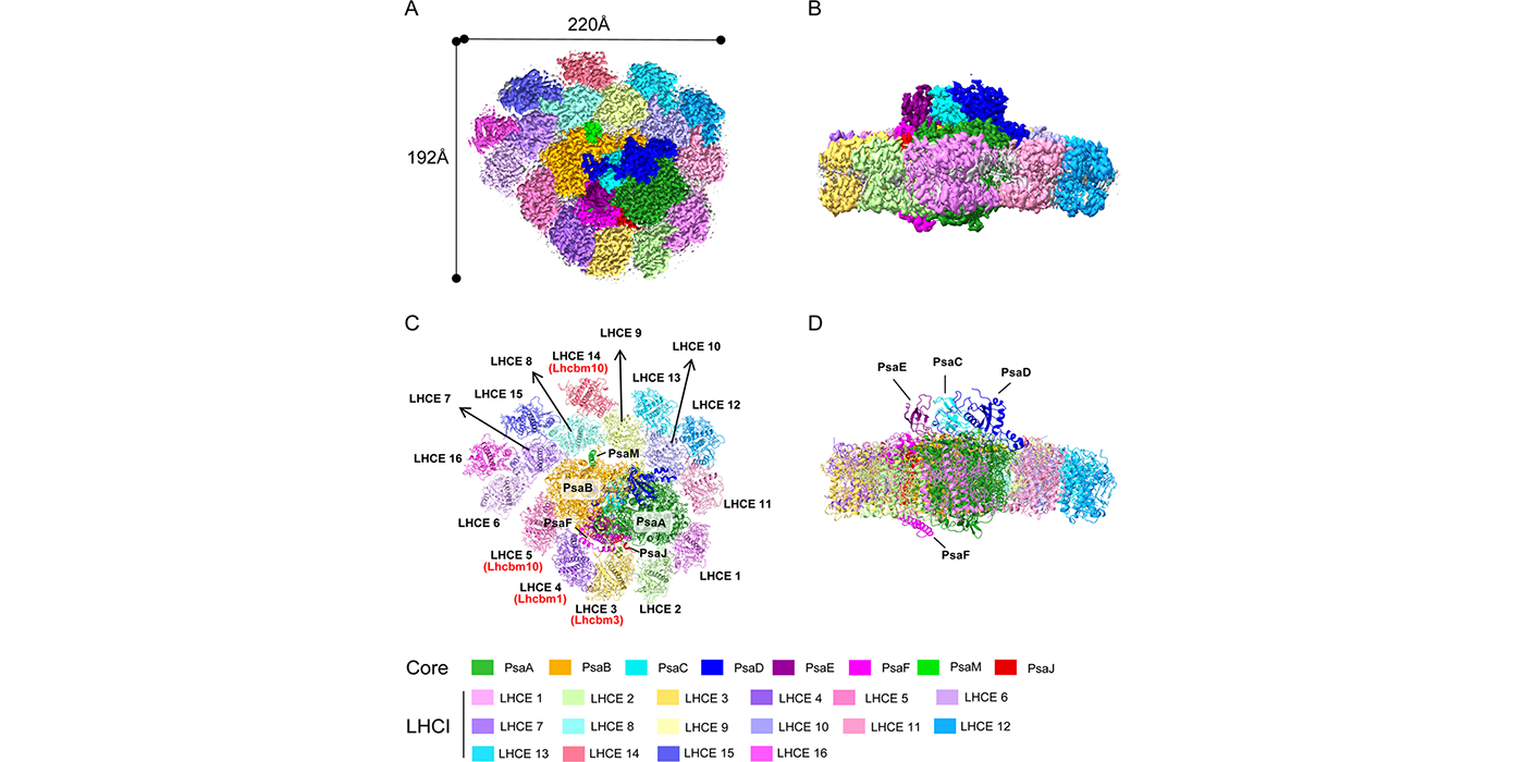 揭示“活化石”纤细裸藻光系统I的结构及演化策略