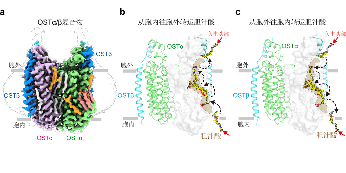 解密OSTα/β蛋白转运胆汁酸的机制