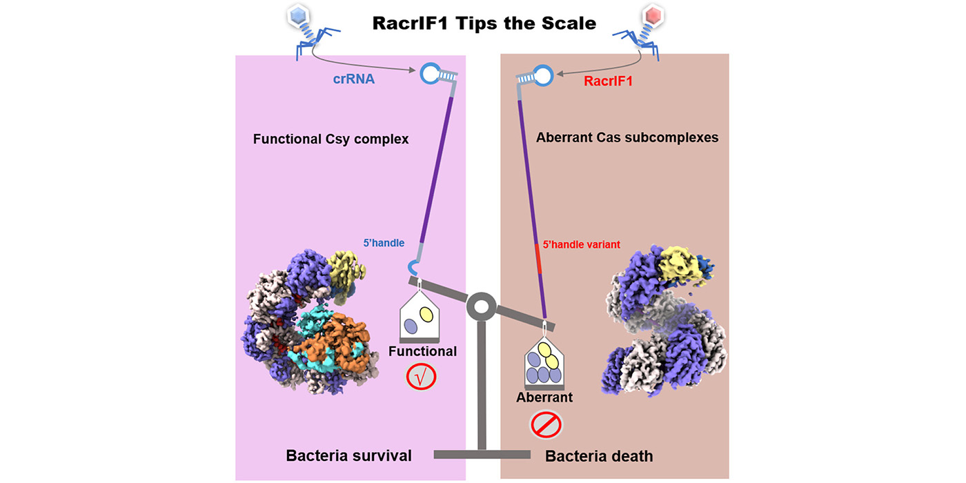 RNA抗CRISPR系统抑制细菌免疫的结构机理